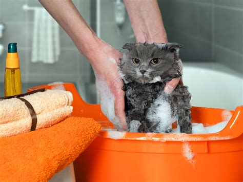 pireli kediyi yıkamak